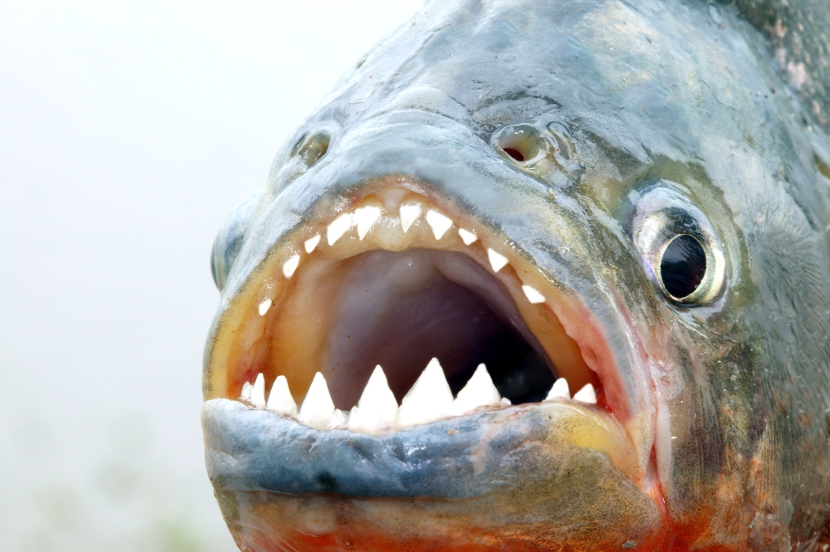 Mann von Piranhas zerfleischt! Schreckliche Bergung - Piranhas ließen nur noch Skelett übrig