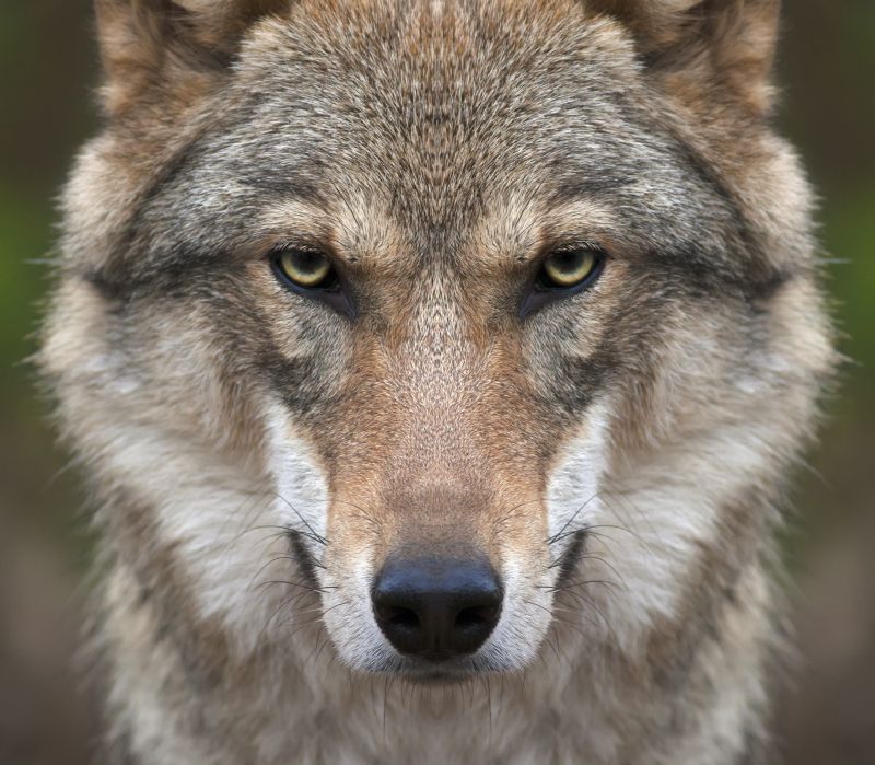 Wolf auf beliebter deutscher Nordsee-Insel entdecket! Unfassbar - Wie kam er bloß dahin?