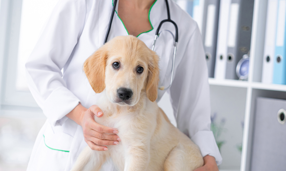 Tödliches Hundefutter! Rückruf! Hundefreunde aufgepasst! - Hundefutter mit Schwermetall verseucht!